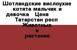 Шотландские вислоухие котята,мальчик и девочка › Цена ­ 1 000 - Татарстан респ. Животные и растения » Кошки   